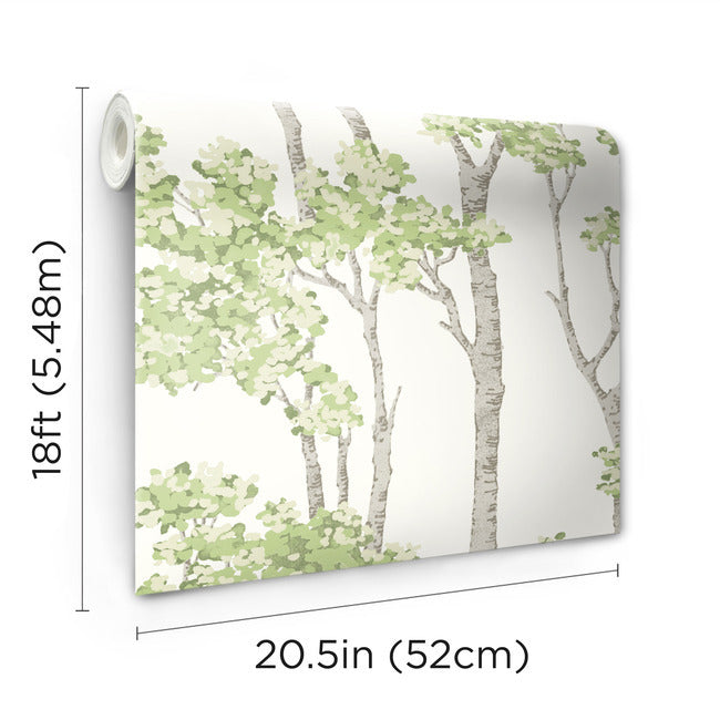 Birch Grove Peel & Stick Wallpaper Peel and Stick Wallpaper RoomMates   