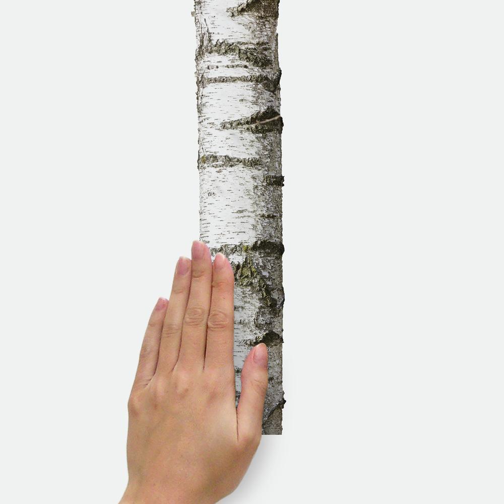 Realistic Birch Trees Peel and Stick Giant Wall Decals Wall Decals RoomMates   